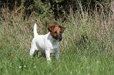 FOX TERRIER POIL LISSE 196
